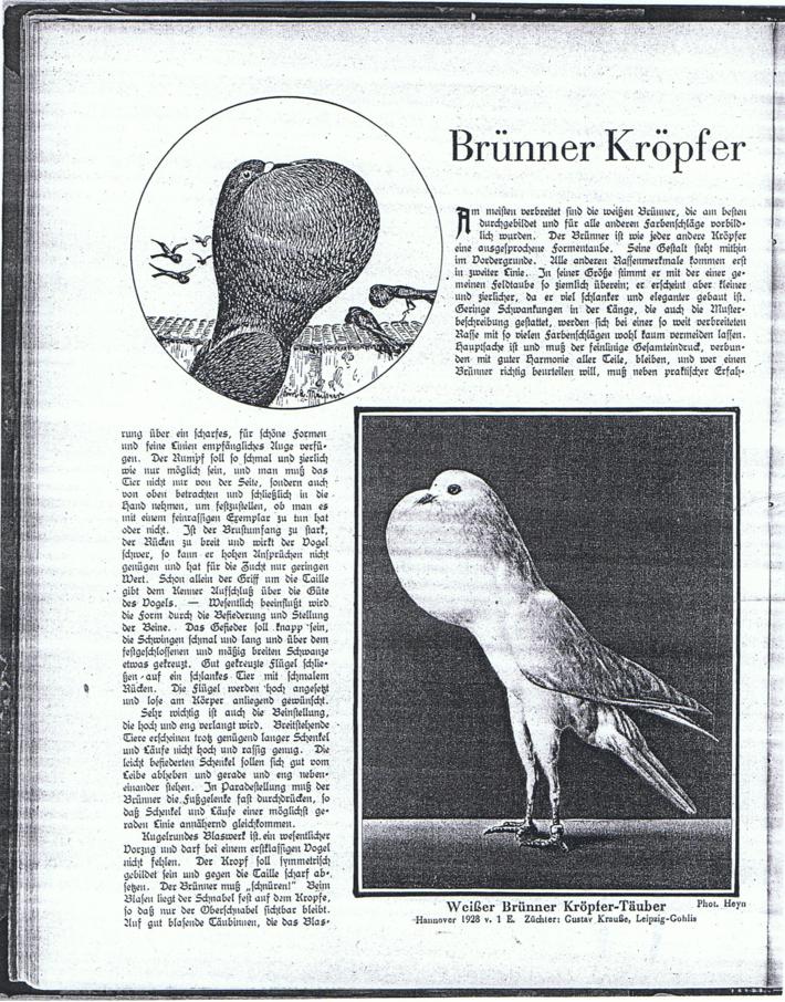 brünner, bericht 1929-1 001_710x906